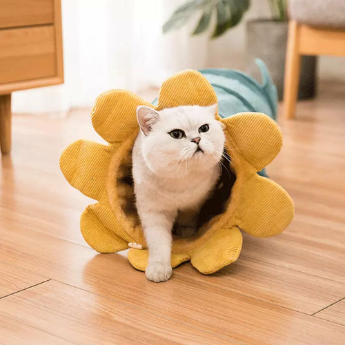 Creative Fruit Design Interactive Cat Tunnel & Play Toy